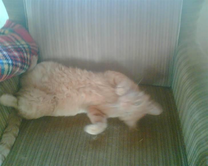 Huskat Mikkel (R.I.P) - Uhhhmmmmm jeg eeeelsker at sove sådan;-) billede 6