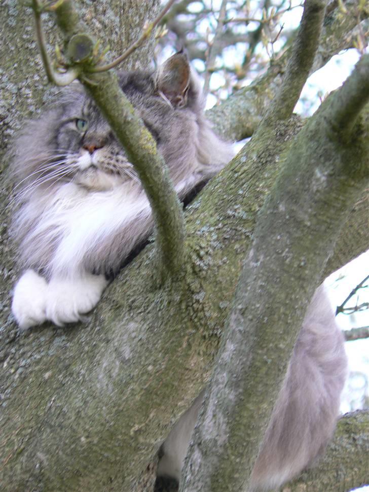 Blanding af racer Sølvvester  (R.I.P)  - Som en majestæt billede 2