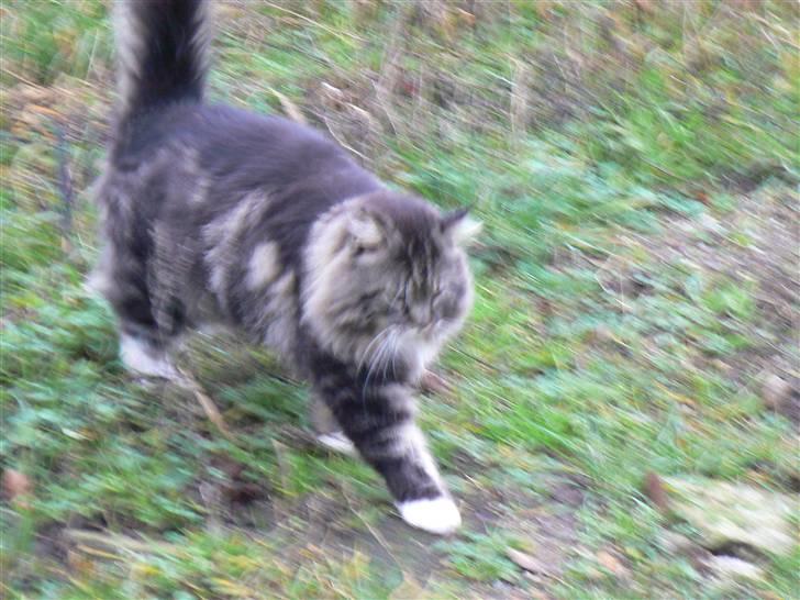 Blanding af racer Sølvvester  (R.I.P)  - Træt efter musejagt billede 3