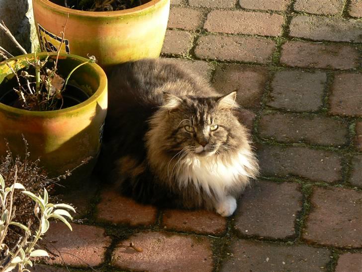 Blanding af racer Sølvvester  (R.I.P)  - Elskede at ligge udenfor billede 4