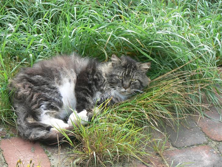 Blanding af racer Sølvvester  (R.I.P)  - Putter lige lidt i dejligt græs billede 5