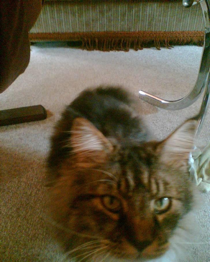 Blanding af racer Arnold - Men Mor jeg vil altså oz gerne kæles med billede 4