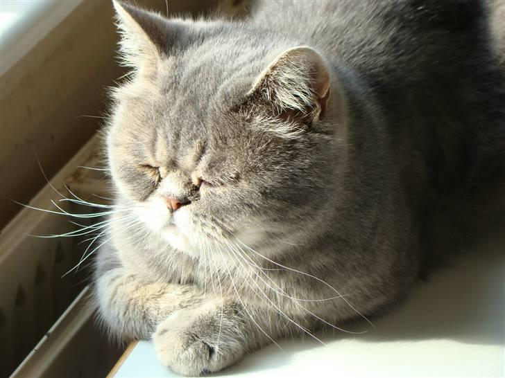 Exotic Cæsar billede 13