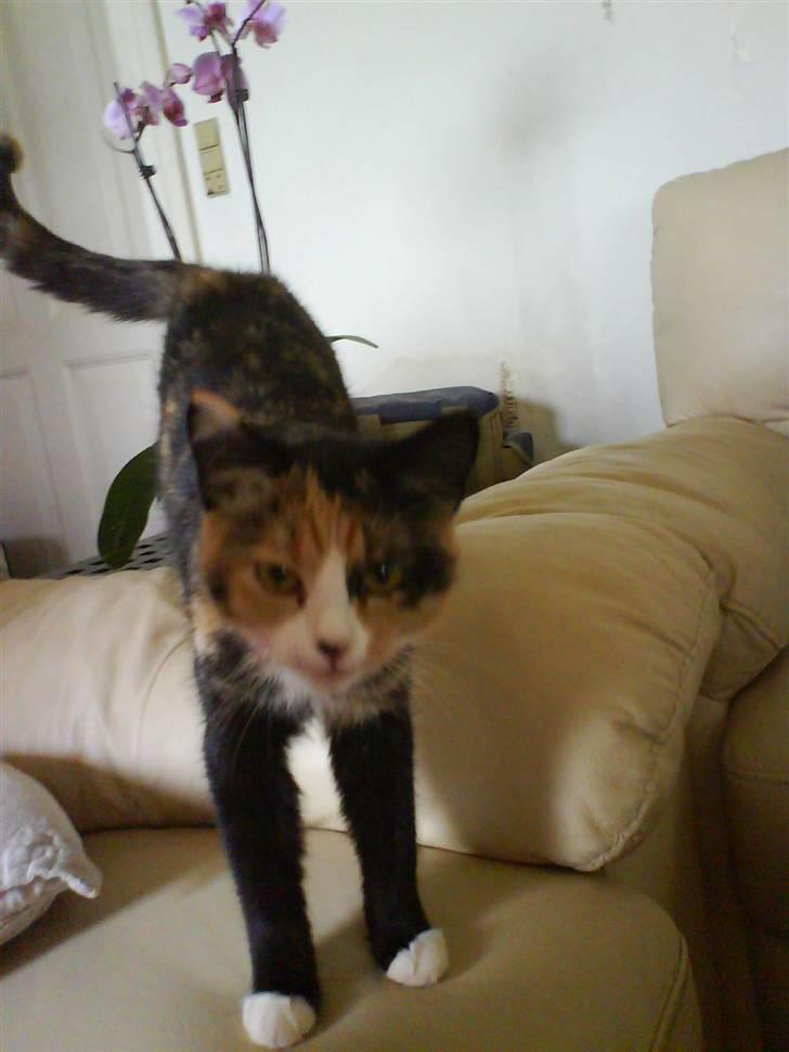 Blanding af racer berta billede 9