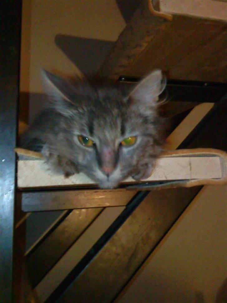 Maine Coon basik billede 5