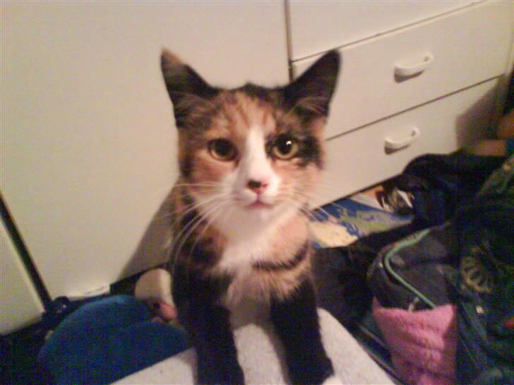 Blanding af racer berta billede 10