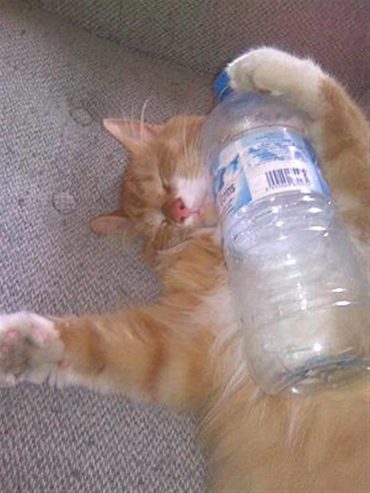 Blanding af racer Felix - I´m Aquadorable :o) billede 13