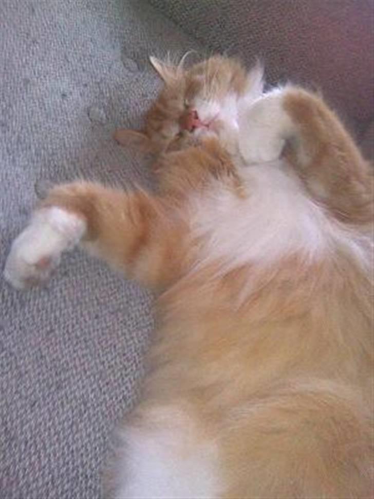 Blanding af racer Felix - Felix slapper max billede 14