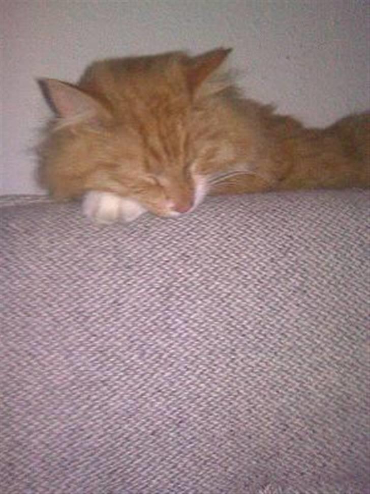 Blanding af racer Felix - Felix nye yndlingssted på ryglænet af sofaen billede 15