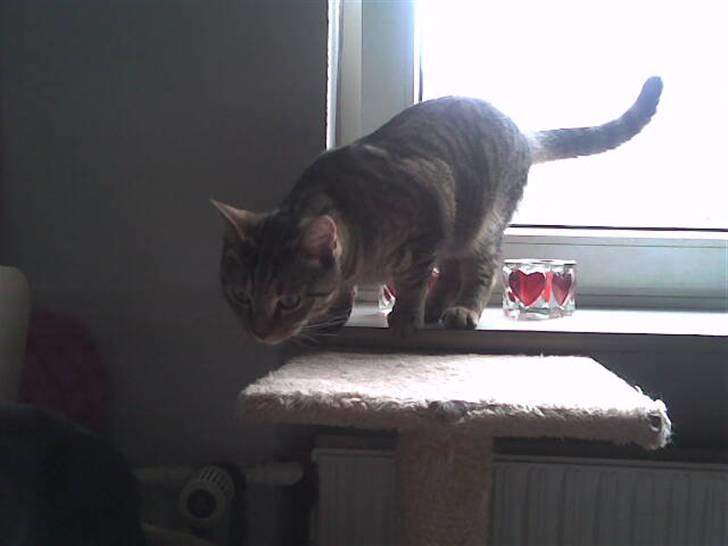 Huskat Banditten - R.I.P billede 8