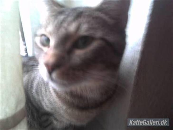 Huskat Banditten - R.I.P billede 9