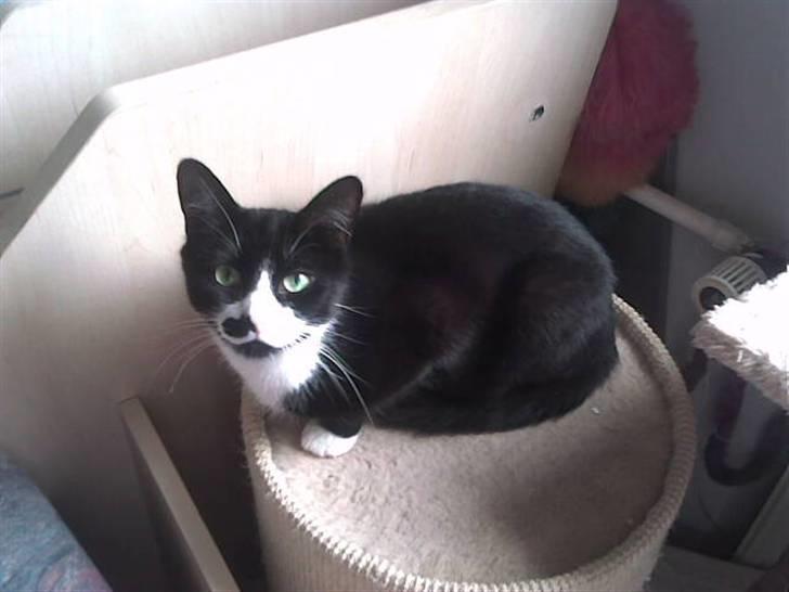 Huskat Miv billede 3