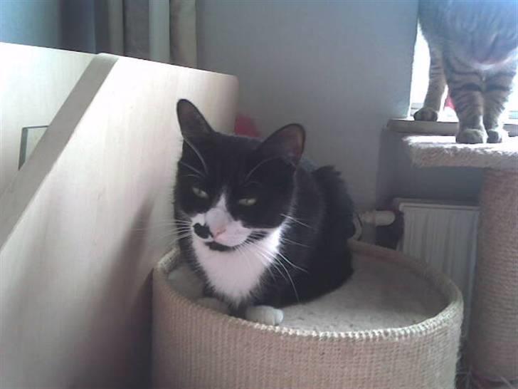 Huskat Miv billede 4