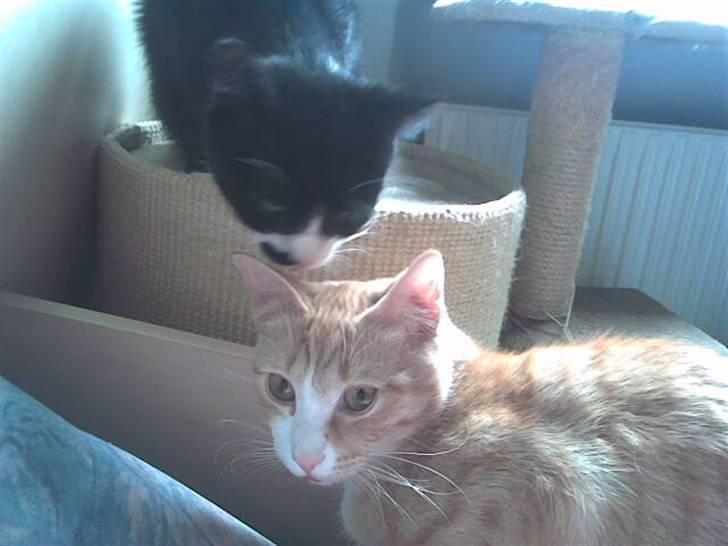 Huskat Miv billede 5