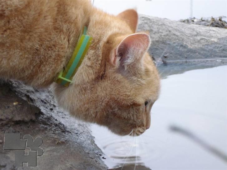 Huskat Kitty billede 10