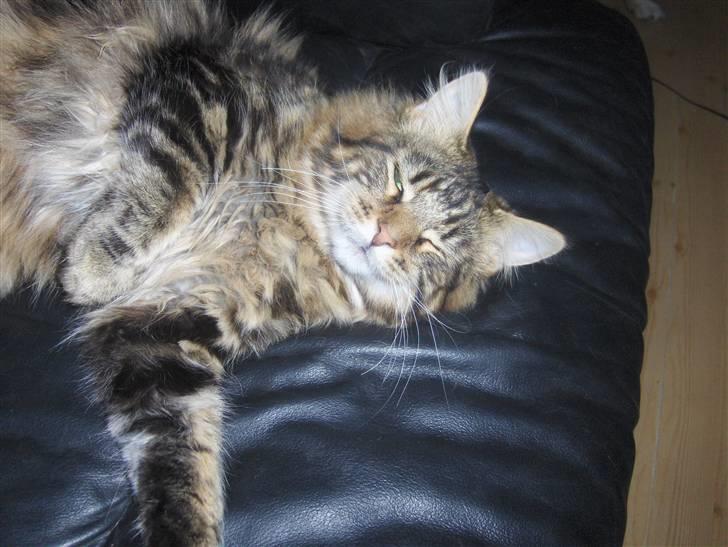 Maine Coon Coon (solgt) billede 7