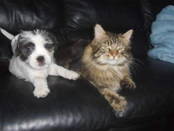 Maine Coon Coon (solgt) billede 8