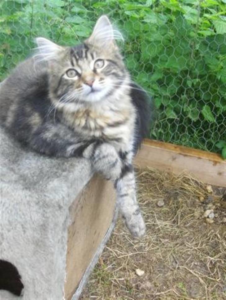 Maine Coon Coon (solgt) billede 9