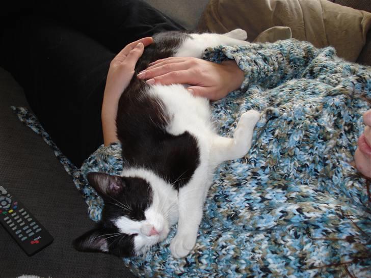 Blanding af racer Lille Missen  - ligger lige i mors arme :) billede 4