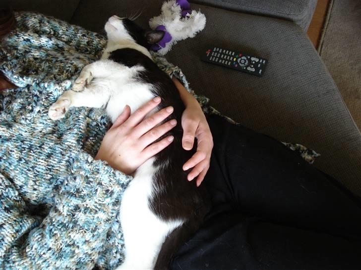 Blanding af racer Lille Missen  - total træt lille mis .... billede 5