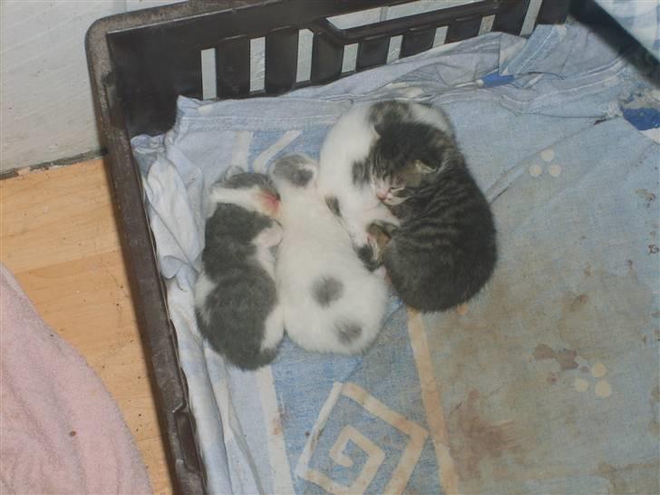 Blanding af racer tøsen - så skal der puttes  billede 14