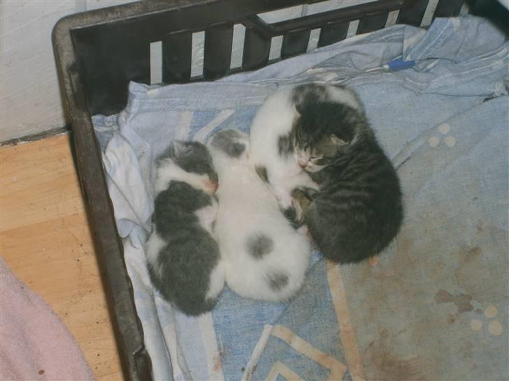 Blanding af racer tøsen billede 15