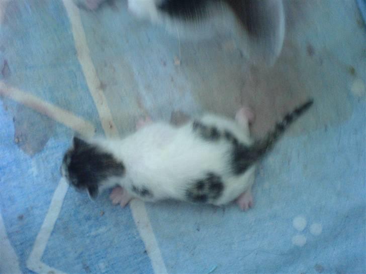 Blanding af racer tøsen - det er en dreng  billede 16