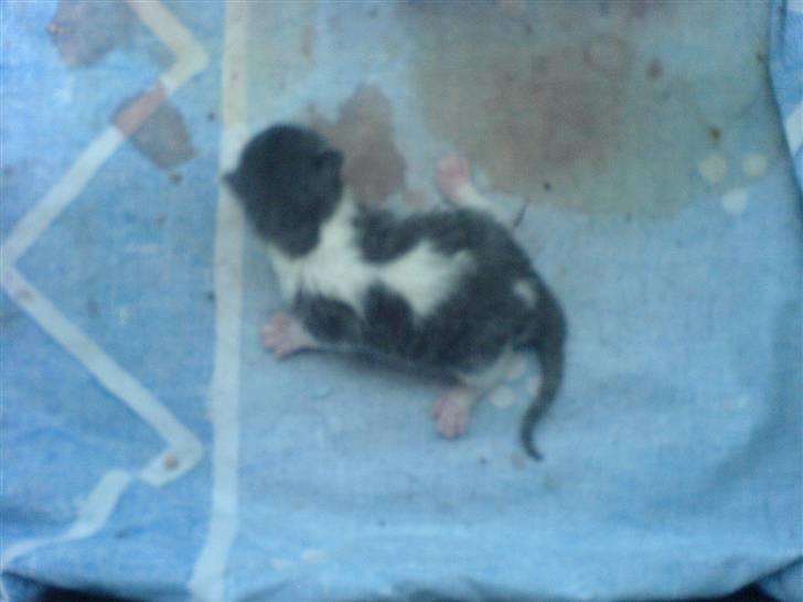 Blanding af racer tøsen - det er en pige  billede 17