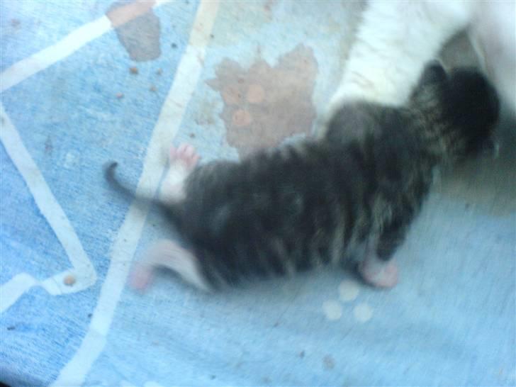 Blanding af racer tøsen - det er en dreng  billede 18