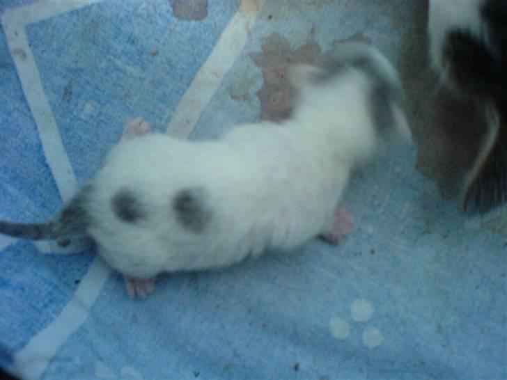 Blanding af racer tøsen - det er en pige  billede 19