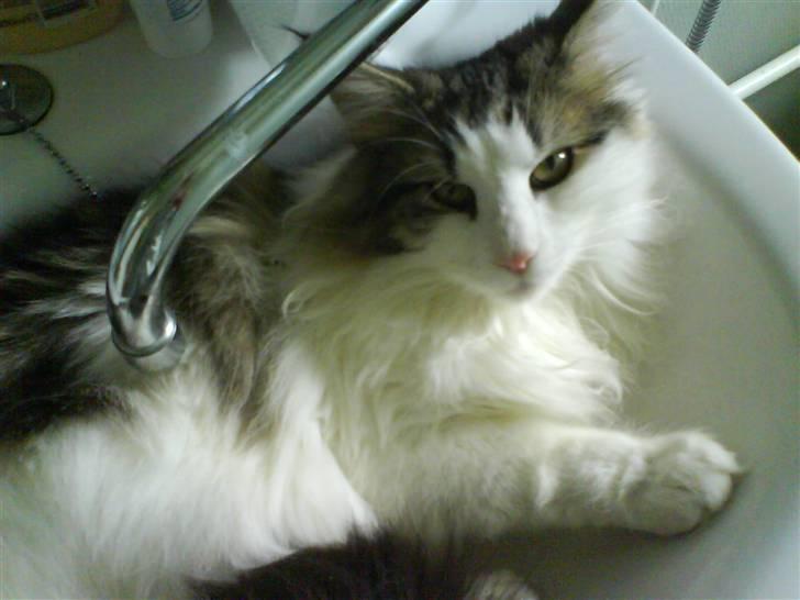 Norsk Skovkat Frodo billede 1