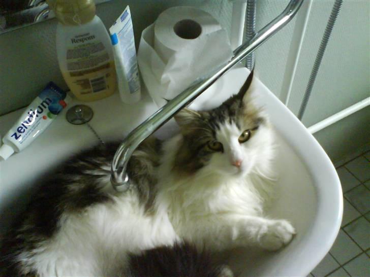 Norsk Skovkat Frodo billede 2