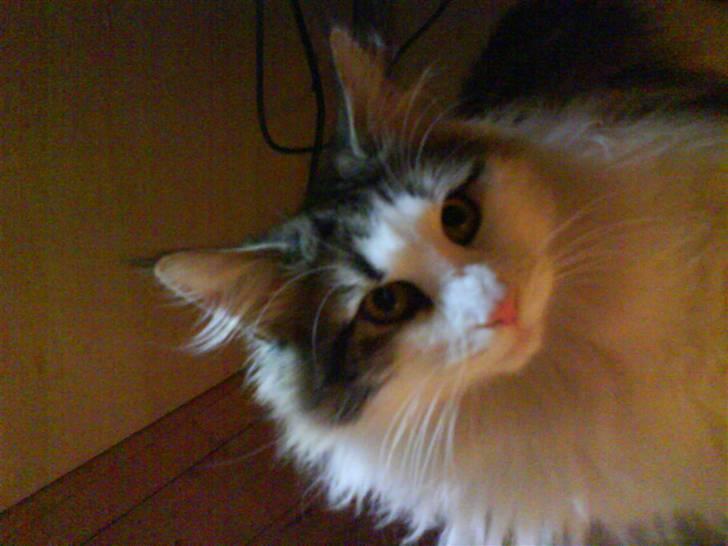 Norsk Skovkat Frodo billede 3