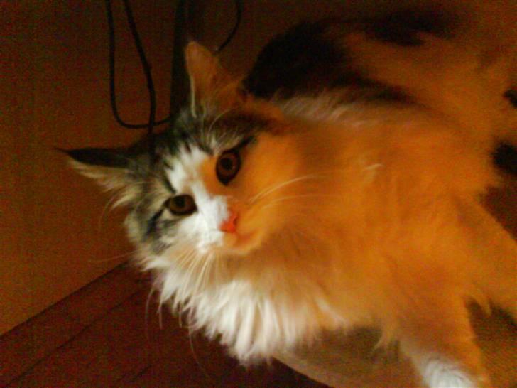 Norsk Skovkat Frodo billede 4