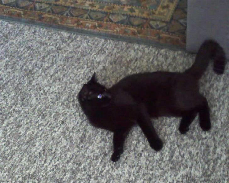 Huskat pjuske *R.I.P* - ligger og skuer op til kia :p billede 7