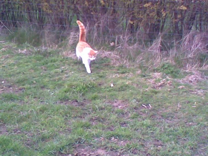 Blanding af racer **Prins Loui Charming**<3 billede 9