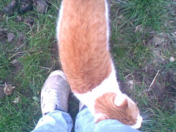 Blanding af racer **Prins Loui Charming**<3 billede 10