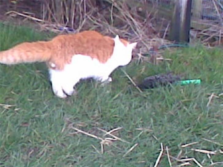 Blanding af racer **Prins Loui Charming**<3 billede 11