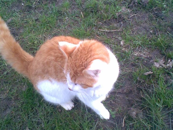 Blanding af racer **Prins Loui Charming**<3 billede 13