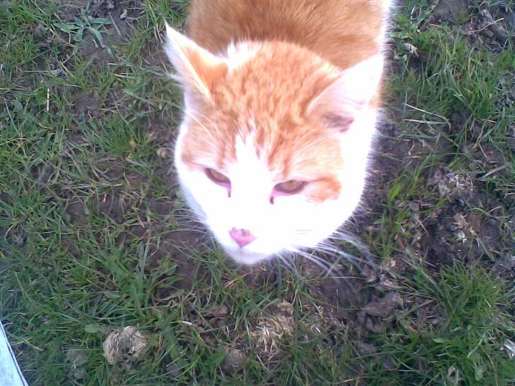 Blanding af racer **Prins Loui Charming**<3 billede 14