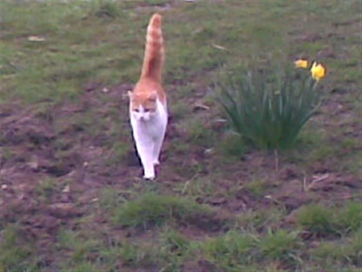 Blanding af racer **Prins Loui Charming**<3 billede 15