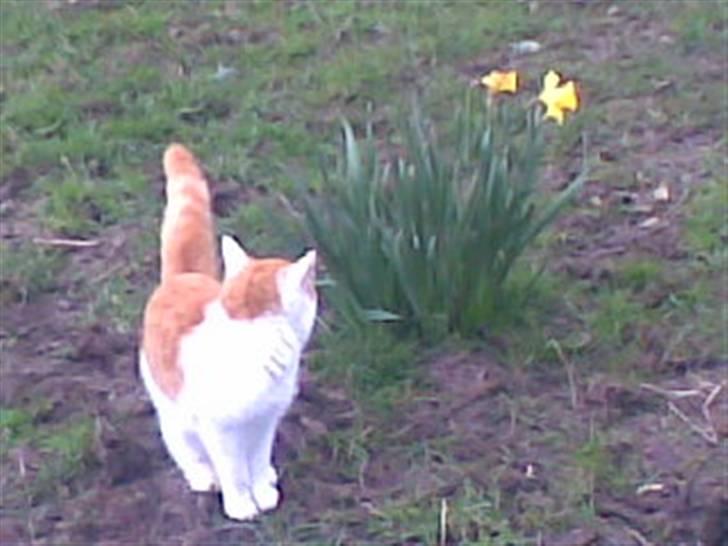 Blanding af racer **Prins Loui Charming**<3 billede 16