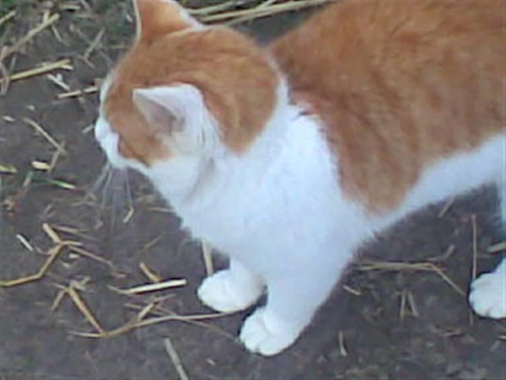 Blanding af racer **Prins Loui Charming**<3 billede 17