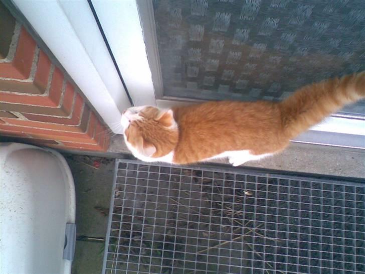 Blanding af racer **Prins Loui Charming**<3 billede 18