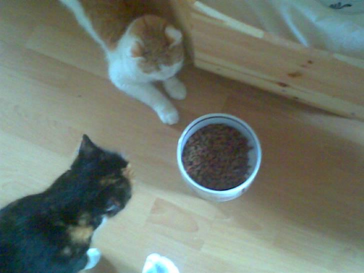 Blanding af racer **Prins Loui Charming**<3 billede 19