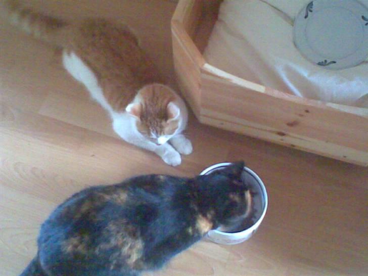 Blanding af racer **Prins Loui Charming**<3 billede 20