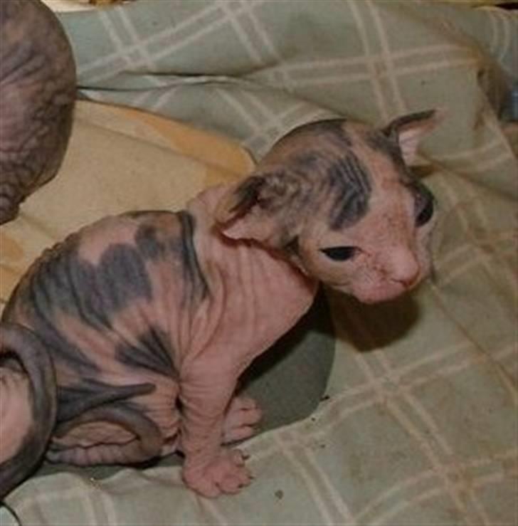 Sphynx Clara billede 4