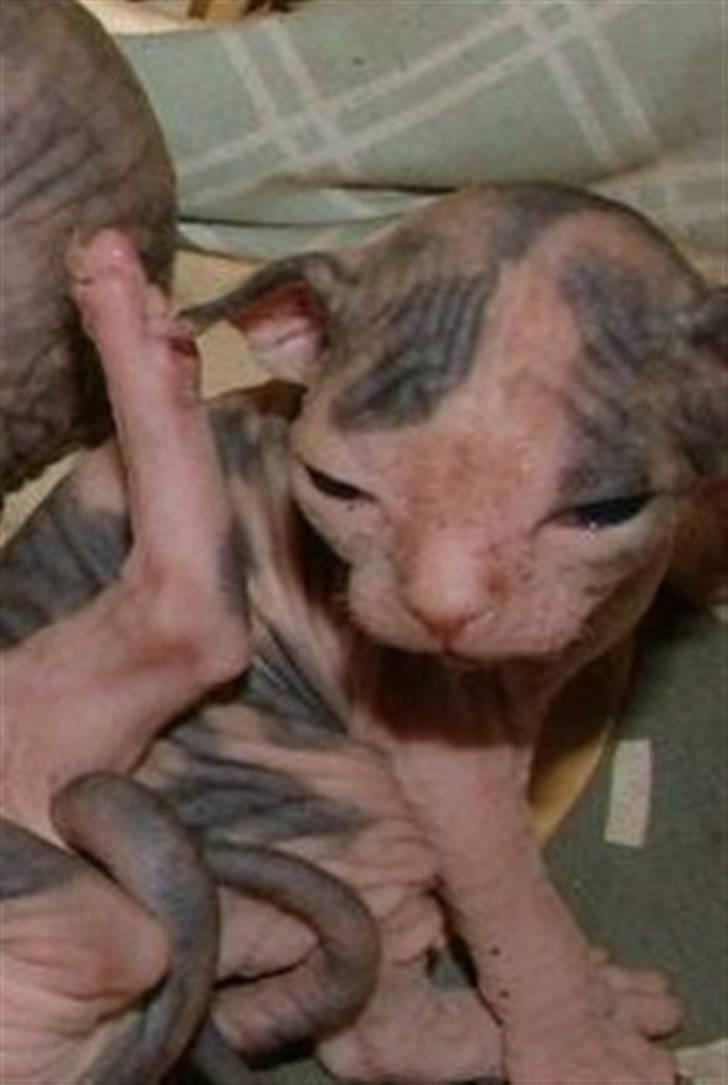 Sphynx Clara billede 5
