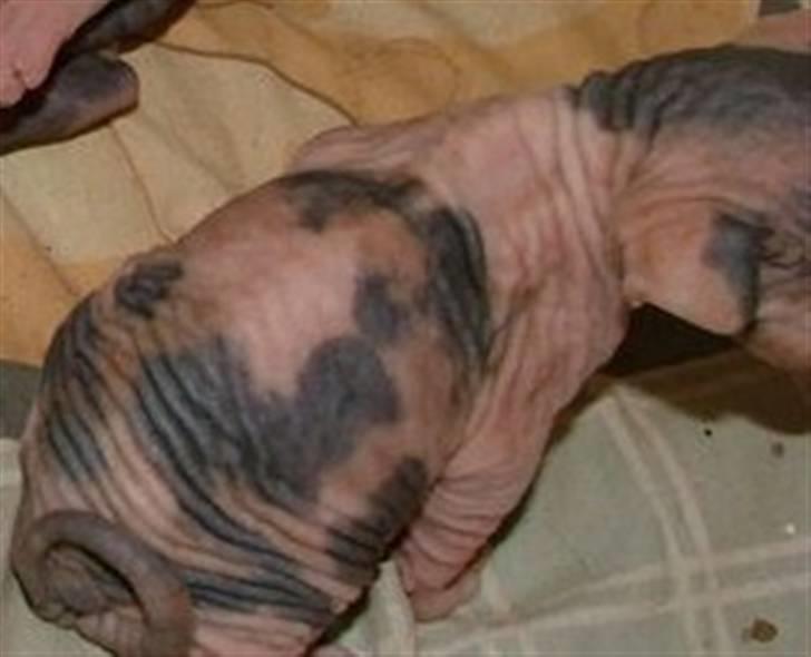 Sphynx Clara billede 6