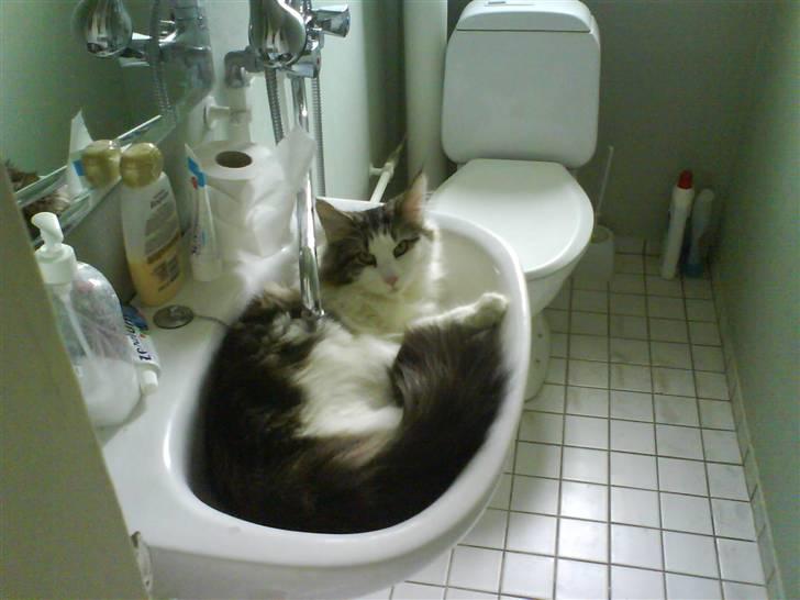 Norsk Skovkat Frodo billede 5